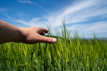 Hand touch green growing grain in the field in spring