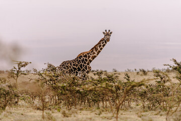 Lonely Giraffe Looking out over the Trees in the Serengeti