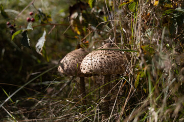 mushrooms in the grass