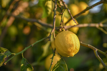 juicy lemons on a lemon tree in Cyprus in winter 4