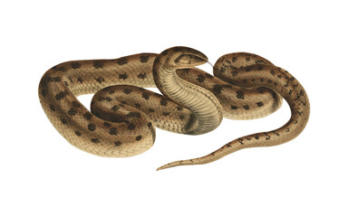 Vintage Snake Scientific Illustration Venomous Serpent