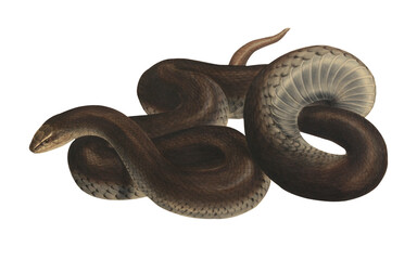 Vintage Tropical Venomous Snake Scientific Illustration 