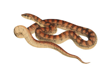 Retro Snake Scientific Illustration Venomous Serpent