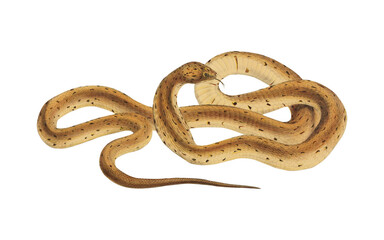 Vintage Yellow Cobra Scientific Illustration Venomous Snake