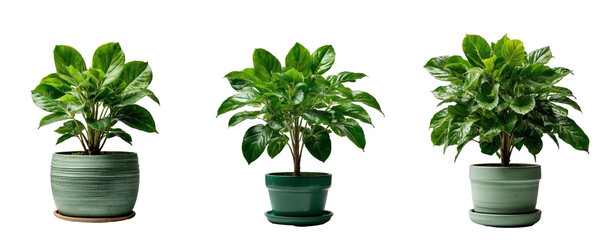 A green potted plant in PNG format or on a transparent background. Decoration and design element for a project, banner, postcard, business, presentation. Indoor beautiful flower.