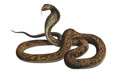 Vintage King Cobra Scientific Illustration Venomous Snake