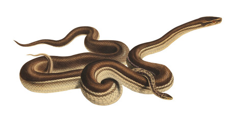 Vintage Brown Snake Scientific Illustration Venomous Reptile