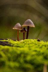 mushroom on a tree