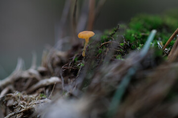 mushroom in the forest