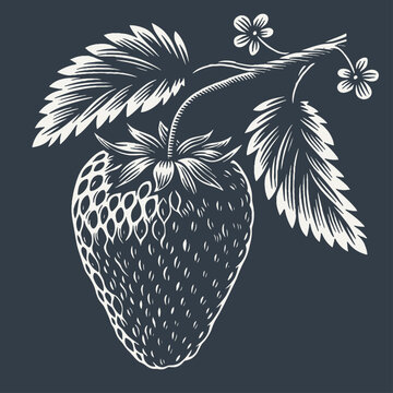 Strawberry on a branch with leaves. Vintage woodcut style vector illustration on dark background.