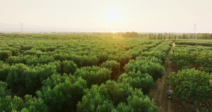 Aerial view Olives Garden grove in summer symbol of Greece. Trees pattern of slide from drone forward on treetops on sunset. Farming fields of Olive trees. Industrial scale growing Eco friendly food