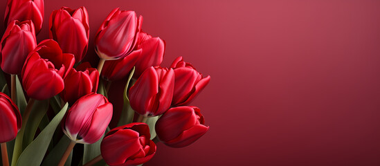 Red tulip flower background. Floral wallpaper, banner. February 14, valentine's day, love, 8 march international women's day theme.