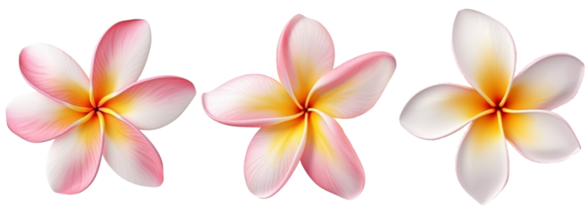 Plumeria Exotic Flower PNG