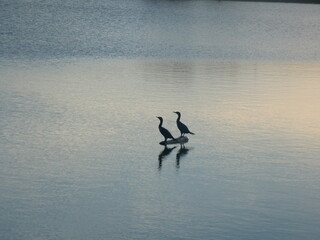 pelicans on the lake