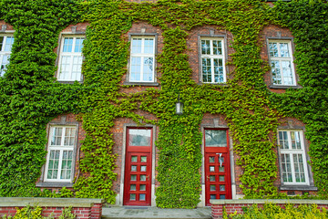 A building made of old red brick with lush green ivy climbing over it on the old Zamek Krolewski na Wawelu castle in the center of Krakow.