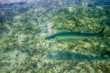 A large Tarpon patrols just under the surface in the Gulf of Mexico in Belize, Central America