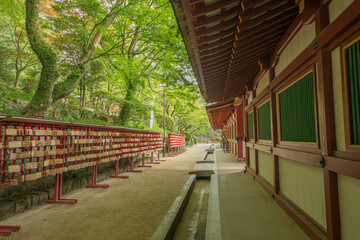 At the Japanese shrine, surrounded by lush green foliage, colorful ema votive plaques, and a serene water basin