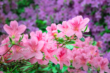 Pink azaleas in spring, close up