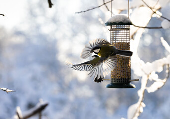two birds flying on feeding place, wings wide open, (great tit, Kohlmeise, Parus major), backlight,...