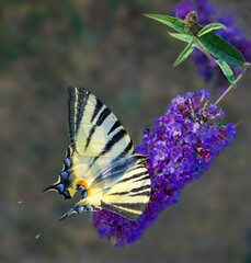 A butterfly pollinating a flower summer lilac. Summer lilac, name Buddleja Davidi, with yellow butterfly Papilio machaon. Colorful background.