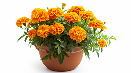 clay vase with marigolds on a white background