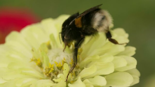 Bee Collecting Pollen in Yellow Flower close up during pollination time. Macro shot animal insect wildlife