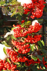 Close up view of Pyracantha coccinea M.Roem or Firethorn	
