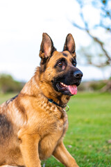 Vertical portrait of a German Shepherd with ears up and tongue out. The German Shepherd is the best companion dog.