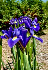 dutch irises