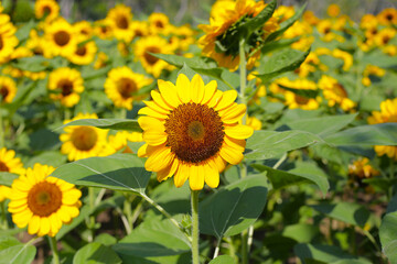 Blooming sunflower fields. Beautiful yellow flower