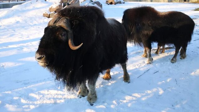 Three big black muskoxen in zoo at winter sunny day