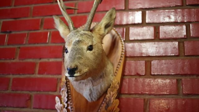 Decorative feature - stuffed deer head on red brick wall