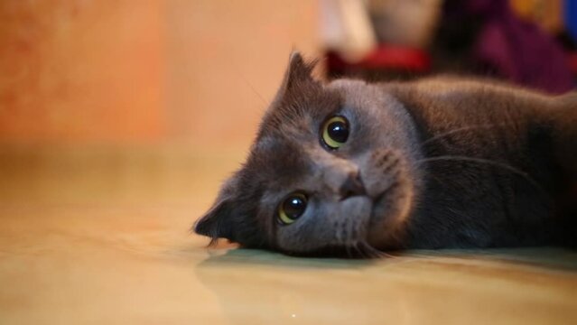 Beautiful fluffy black cat plays on wooden floor. Shallow dof