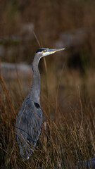 Great Blue Heron (Ardea herodias)