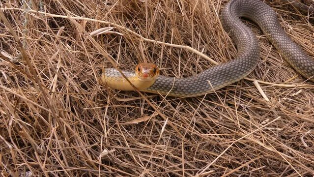 The Caspian whipsnake (Dolichophis caspius or Coluber caspius) is preparing to attack. This is the largest snake in Europe. Found in Eurasia.