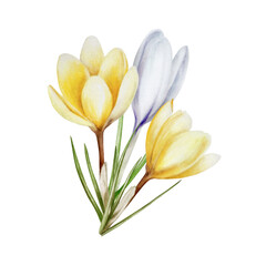 Naklejka premium Watercolor composition with yellow and white blooming crocus flower isolated on white background. Spring and easter botanical hand painted saffron illustration. For designers, wedding, decor