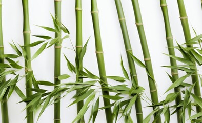 Fototapeta na wymiar Green bamboo stems with leaves on white background.