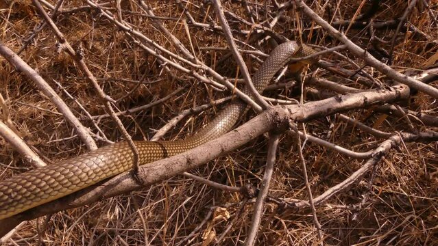 The Caspian whipsnake (Dolichophis caspius or Coluber caspius) in dry grass and trees. This is the largest snake in Europe.