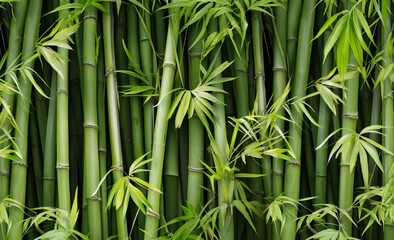 Fototapeta na wymiar Green bamboo wall background. Close up of green bamboo wall texture.