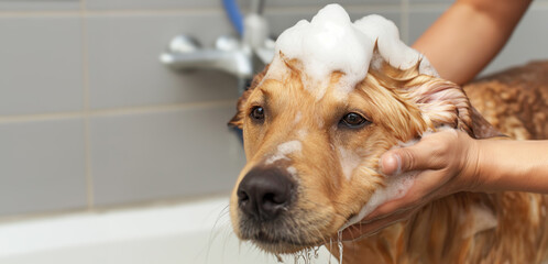 Dog Wash, Bubble Bliss.  Raising Awareness for the Importance of Dog Grooming and Well-Being Of A Pet Dog. 