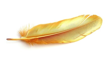 Golden feather on a white background