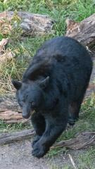 American Black Bear walking on a game trail; bear is fat and ready to hibernate in Minnesota in autumn

