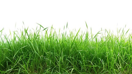 Fototapeta premium Isolated green grass on a white background