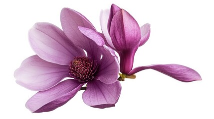 Purple magnolia flower, Magnolia felix isolated on white background