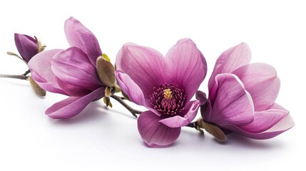 Purple magnolia flower, Magnolia felix isolated on white background