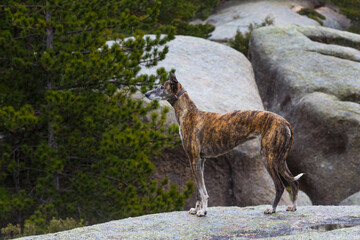 Spanish grey hound galgo between the stones