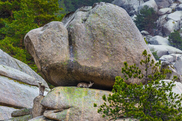 Capra pyrenaica sunbathing on granite stones