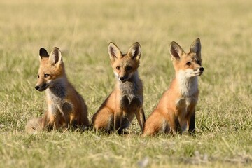 Three fox cubs