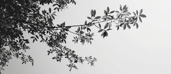 Monochrome image of leafy branches against a clear sky.