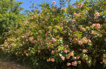 Fototapeta na wymiar A Syzygium wilsonii plant with pink flowers. Powder Puff Lilly Pilly